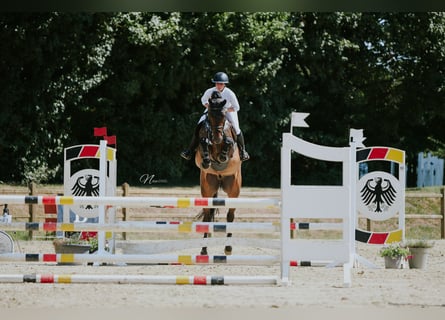 Oldenburger Springpaard, Ruin, 5 Jaar, 169 cm, Bruin