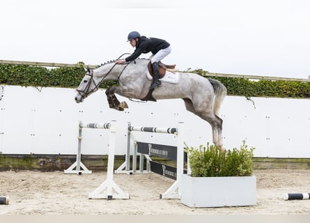 Oldenburger Springpaard, Ruin, 5 Jaar, 176 cm, Schimmel