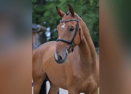 Oldenburger Springpaard, Ruin, 6 Jaar, 172 cm, Bruin
