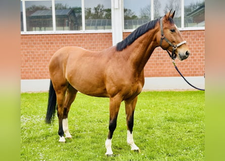 Oldenburger Springpaard, Ruin, 6 Jaar, 172 cm, Bruin