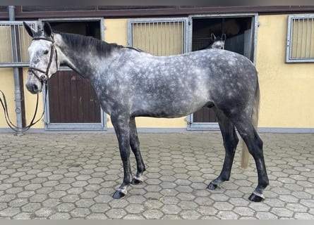 Oldenburger Springpaard, Ruin, 6 Jaar, 172 cm, Schimmel
