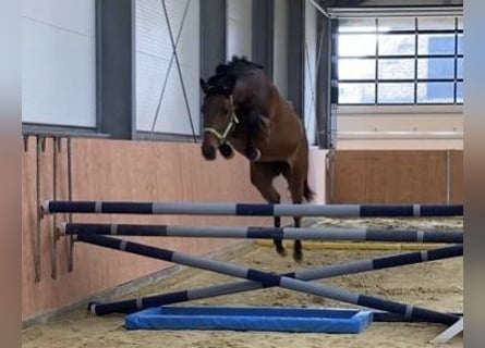 Oldenburger Springpaard, Ruin, 6 Jaar, Bruin