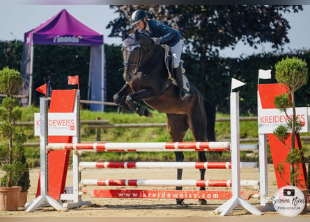 Oldenburger Springpaard, Ruin, 7 Jaar, 171 cm, Zwartbruin