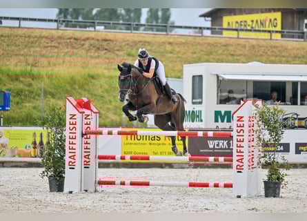 Oldenburger Springpaard, Ruin, 7 Jaar, 175 cm, Zwart