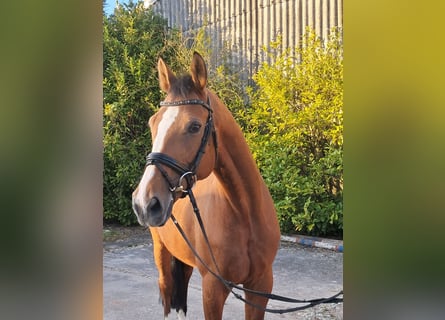 Oldenburger Springpaard, Ruin, 8 Jaar, 164 cm, Bruin