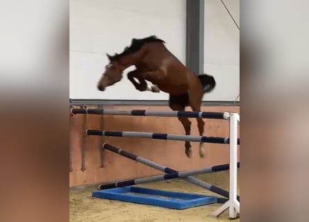 Oldenburger Springpaard, Ruin, 8 Jaar, 177 cm, Bruin