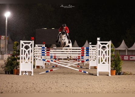 Oldenburger Springpaard, Ruin, 9 Jaar, 179 cm, Schimmel