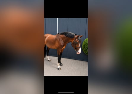 Oldenburger Springpferd, Hengst, 11 Jahre, 171 cm, Dunkelbrauner