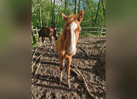 Oldenburger Springpferd, Hengst, 1 Jahr, Fuchs