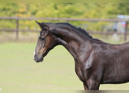 Oldenburger Springpferd, Hengst, 1 Jahr, Rappe