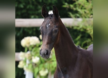 Oldenburger Springpferd, Hengst, 1 Jahr, Rappschimmel
