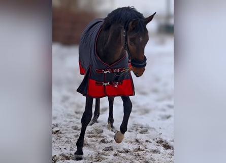 Oldenburger Springpferd, Hengst, 2 Jahre, 158 cm, Dunkelbrauner