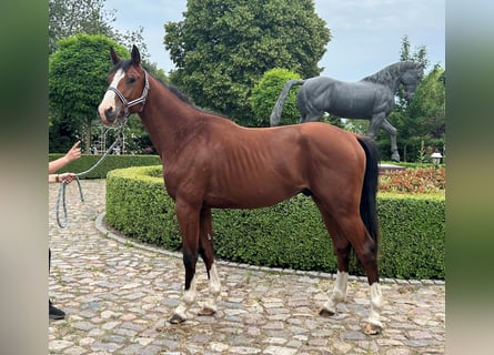 Oldenburger Springpferd, Hengst, 2 Jahre, 160 cm, Brauner