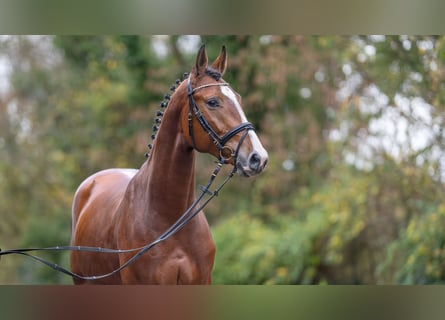 Oldenburger Springpferd, Hengst, 2 Jahre, 166 cm, Brauner