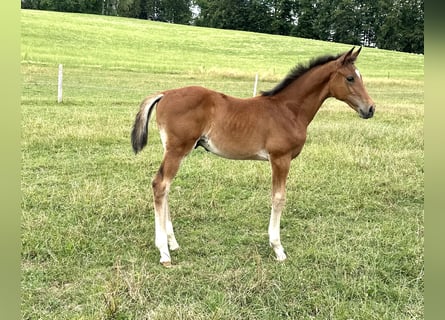 Oldenburger Springpferd, Hengst, 2 Jahre, 167 cm, Brauner