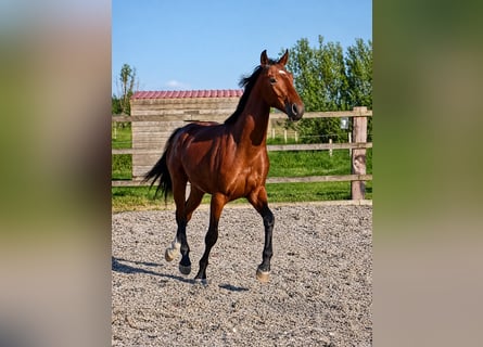 Oldenburger Springpferd, Hengst, 2 Jahre, 168 cm, Brauner