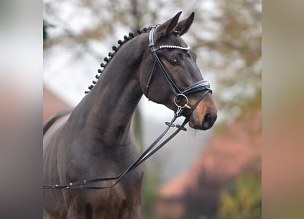 Oldenburger Springpferd, Hengst, 2 Jahre, Brauner