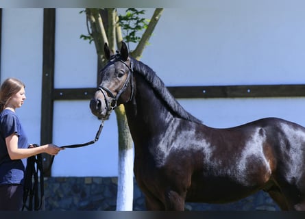 Oldenburger Springpferd, Hengst, 3 Jahre, 160 cm, Dunkelbrauner