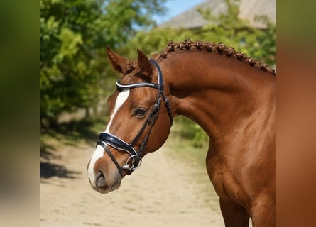 Oldenburger Springpferd, Hengst, 3 Jahre, 168 cm, Fuchs