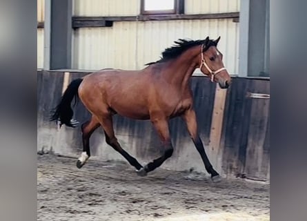 Oldenburger Springpferd, Hengst, 3 Jahre, 170 cm, Brauner