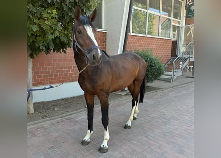 Oldenburger Springpferd, Hengst, 3 Jahre, Brauner