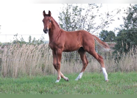 Oldenburger Springpferd, Hengst, 3 Jahre, Fuchs