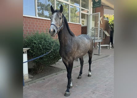 Oldenburger Springpferd, Hengst, 3 Jahre, Schimmel