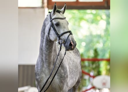 Oldenburger Springpferd, Hengst, 4 Jahre, 167 cm, Schimmel