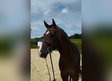 Oldenburger Springpferd, Hengst, 4 Jahre, 168 cm, Brauner