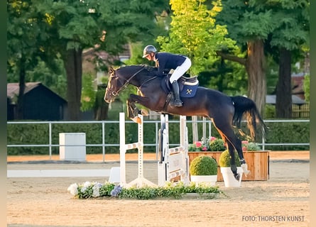 Oldenburger Springpferd, Hengst, 4 Jahre, 169 cm, Dunkelbrauner