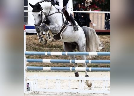 Oldenburger Springpferd, Hengst, 9 Jahre, 175 cm, Blauschimmel