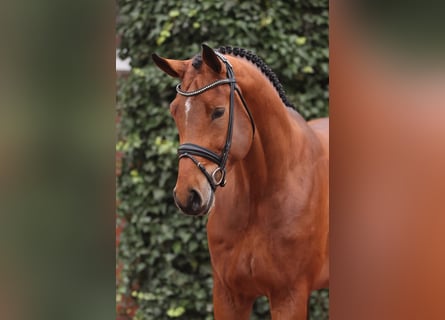 Oldenburger Springpferd, Hengst, 4 Jahre, 180 cm, Brauner