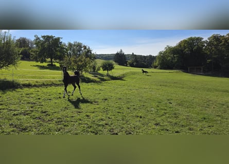 Oldenburger Springpferd, Hengst, Fohlen (06/2025), 135 cm, Dunkelbrauner