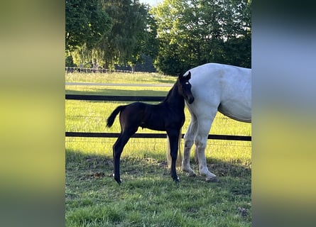 Oldenburger Springpferd, Hengst, , 170 cm, Kann Schimmel werden