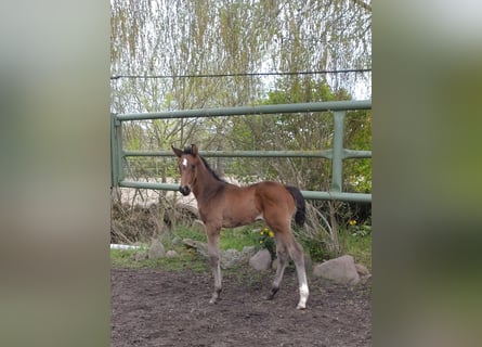 Oldenburger Springpferd, Hengst, , 173 cm, Dunkelbrauner