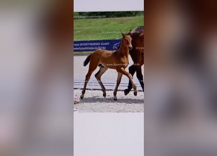 Oldenburger Springpferd, Hengst, Fohlen (04/2025), Brauner