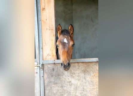 Oldenburger Springpferd, Hengst, Fohlen (03/2025), Brauner
