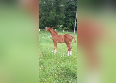Oldenburger Springpferd, Hengst, , Fuchs