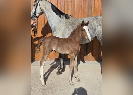 Oldenburger Springpferd, Hengst, , Kann Schimmel werden