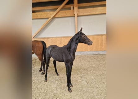 Oldenburger Springpferd, Hengst, Fohlen (01/2025), Rappschimmel