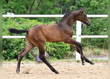 Oldenburger Springpferd, Hengst, Fohlen (06/2026)