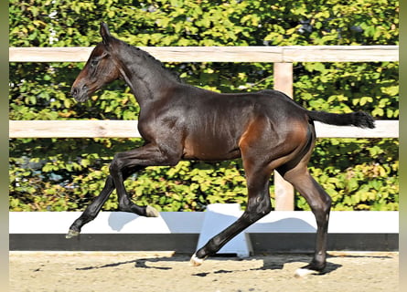 Oldenburger Springpferd, Hengst, Fohlen (06/2026)
