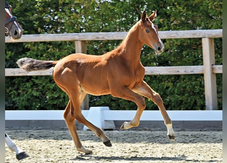 Oldenburger Springpferd, Hengst, Fohlen (05/2026)