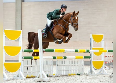 Oldenburger Springpferd, Hengst, 4 Jahre, 170 cm, Fuchs