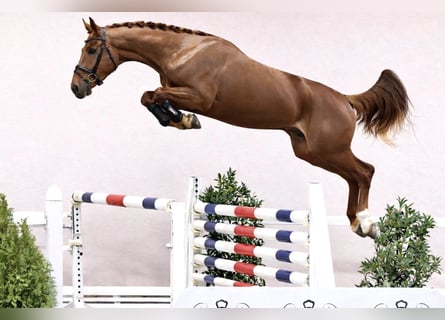 Oldenburger Springpferd, Hengst, 4 Jahre, 170 cm, Fuchs