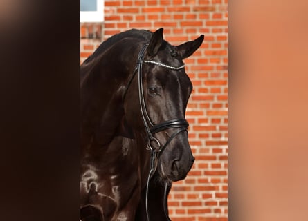 Oldenburger Springpferd, Hengst, 7 Jahre, 178 cm, Rappe