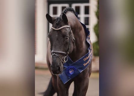 Oldenburger Springpferd, Hengst, 7 Jahre, 178 cm, Rappe