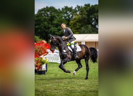 Oldenburger Springpferd, Hengst, 10 Jahre, 173 cm, Schwarzbrauner