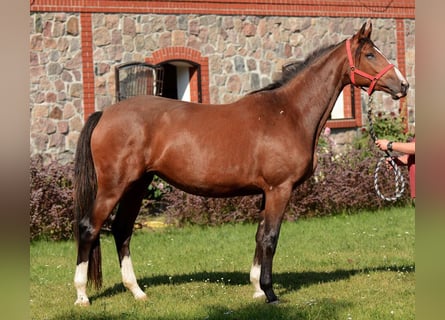 Oldenburger Springpferd, Klacz, 10 lat, 172 cm, Gniada