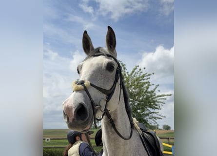 Oldenburger Springpferd, Klacz, 10 lat, 175 cm, Siwa